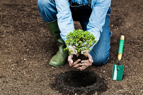 Engagement communautaire et plantation d'arbres en Estrie