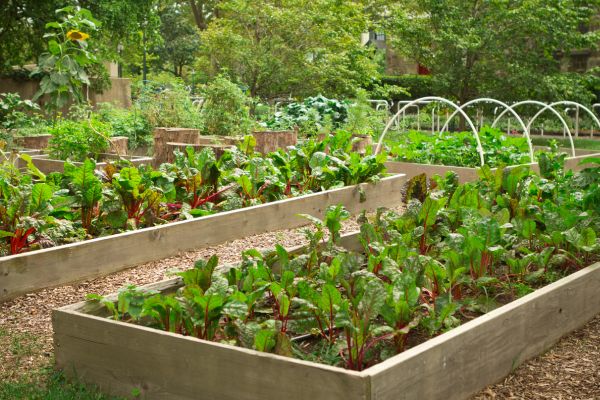 Projets et soutien aux jardins communautaires de Sherbrooke
